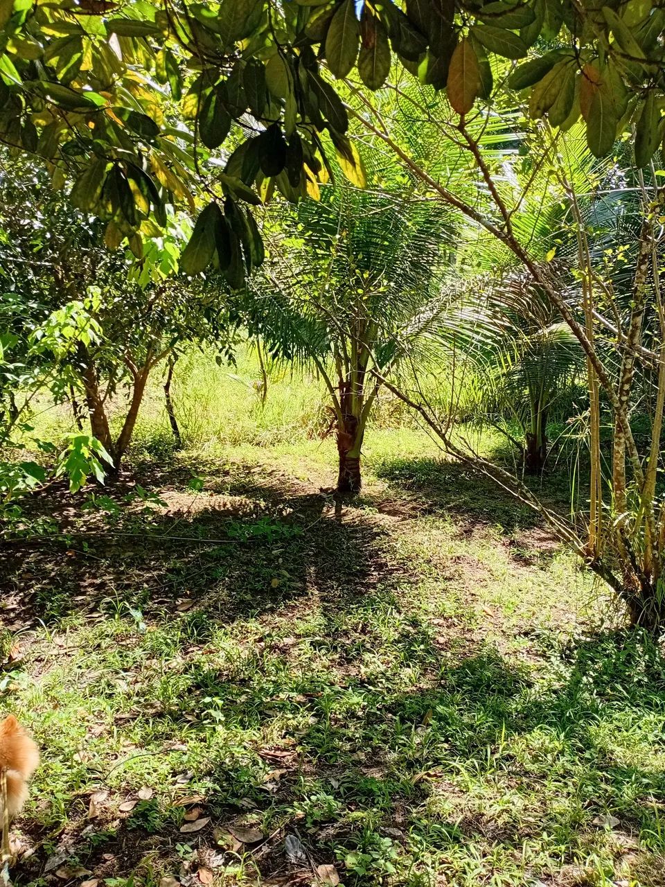 Sítio em caetes três  - Foto 5