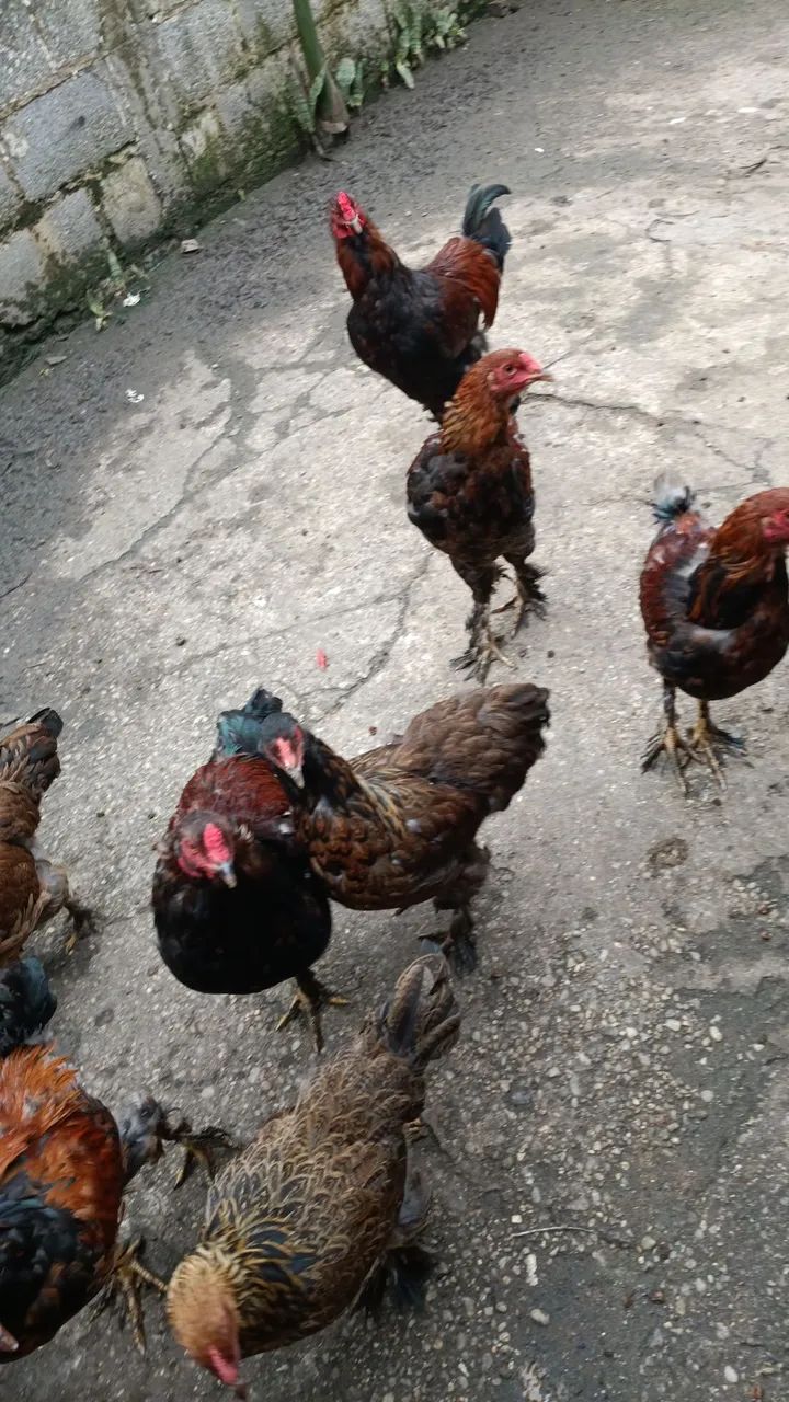 Frangos Brama 