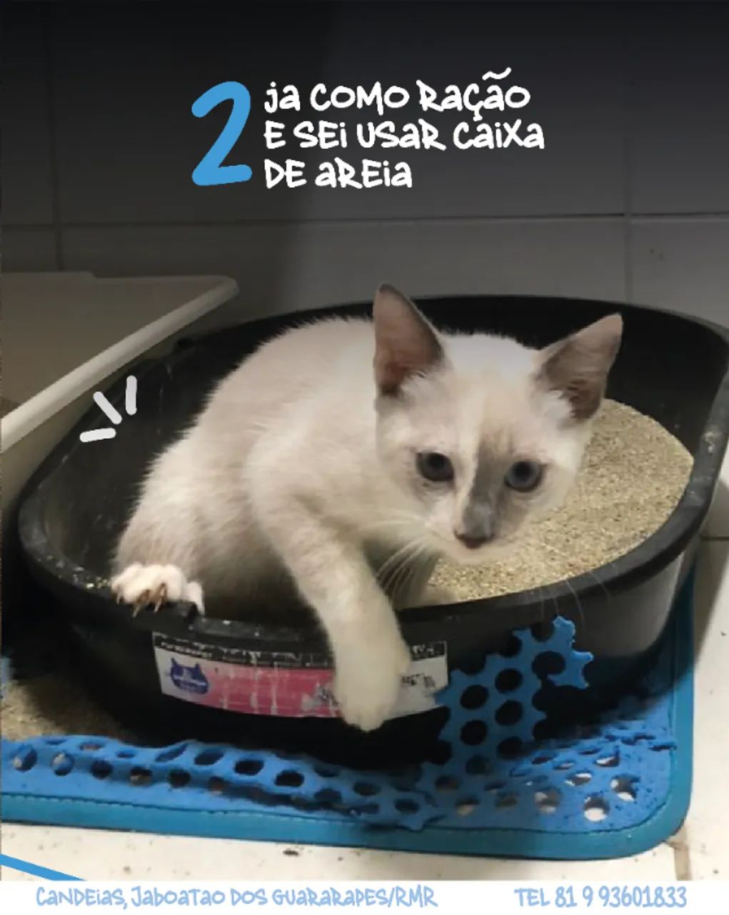 Adoção Responsável Gatinha Branca Fêmea - Foto 3