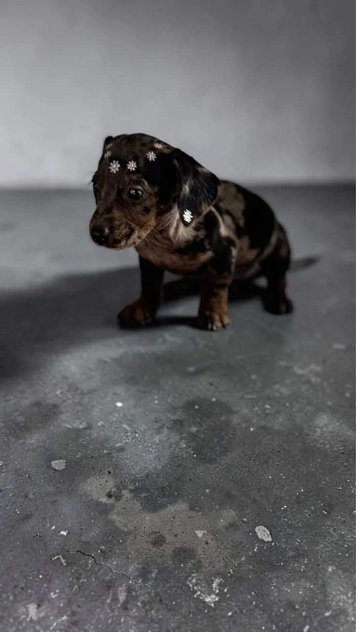 Fêmea de Daschund mini - Foto 4