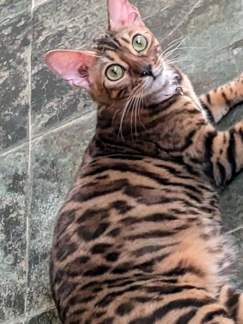 Gata bengal adulta acostumada na coleira  - Foto 6