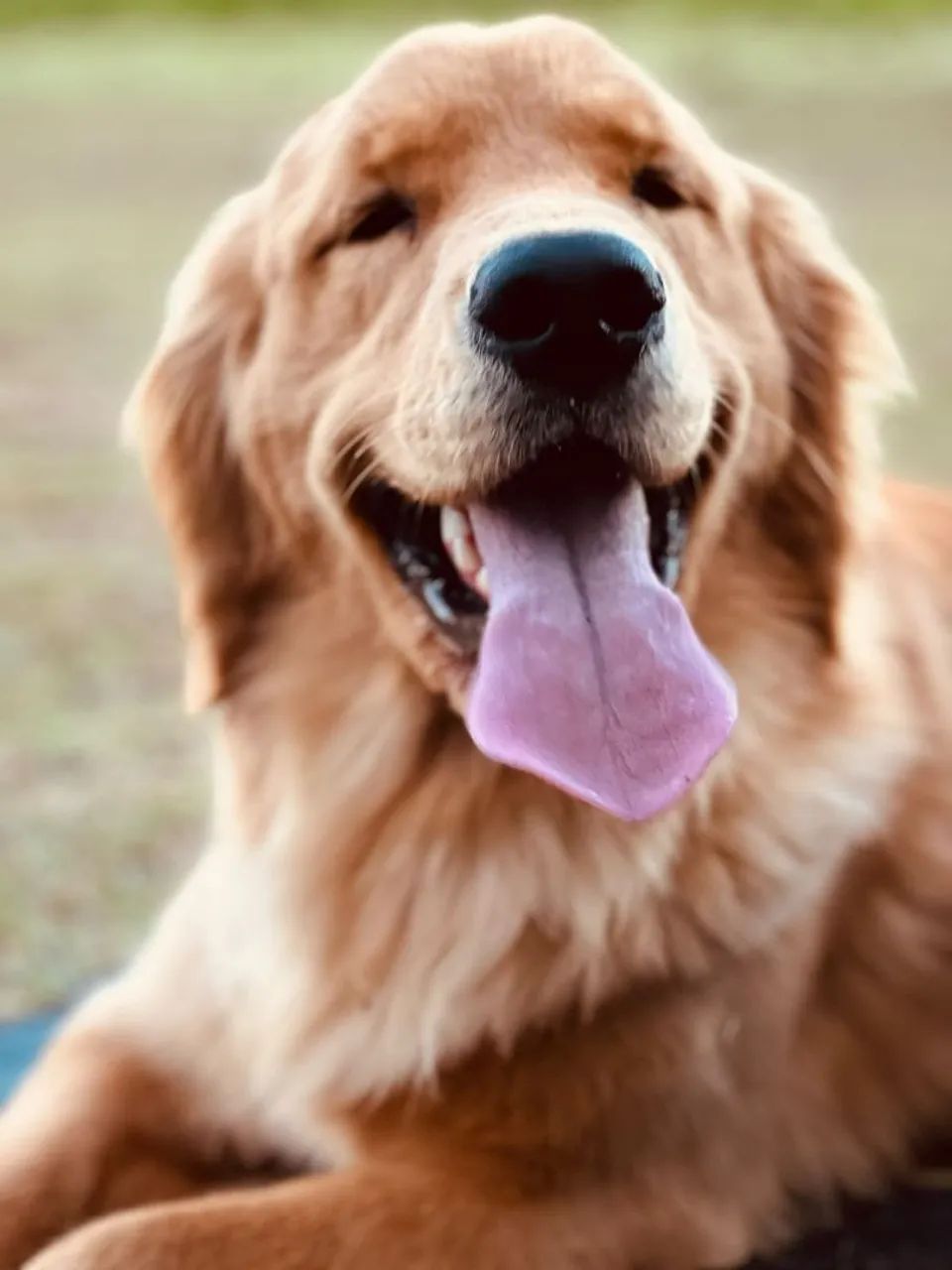 GOLDEN RETRIEVER - Foto 5
