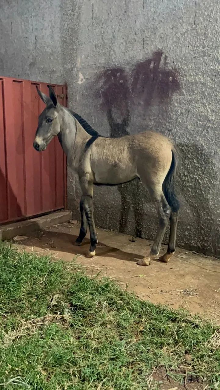 Lindo burro filho do famoso e extraordinário jumento morro vermelho,  animal impecável.   - Foto 2