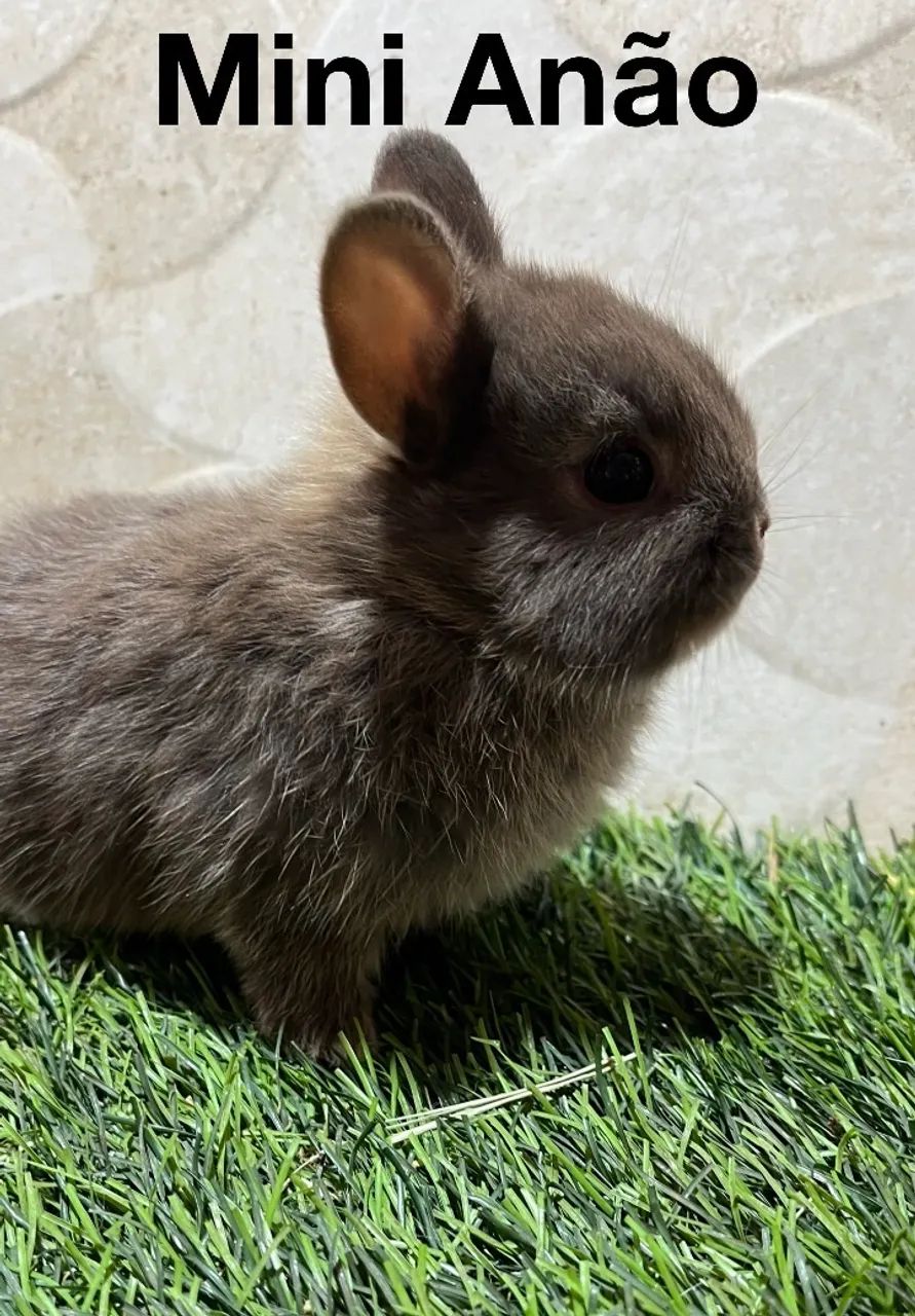 Coelhos anão  - Foto 2