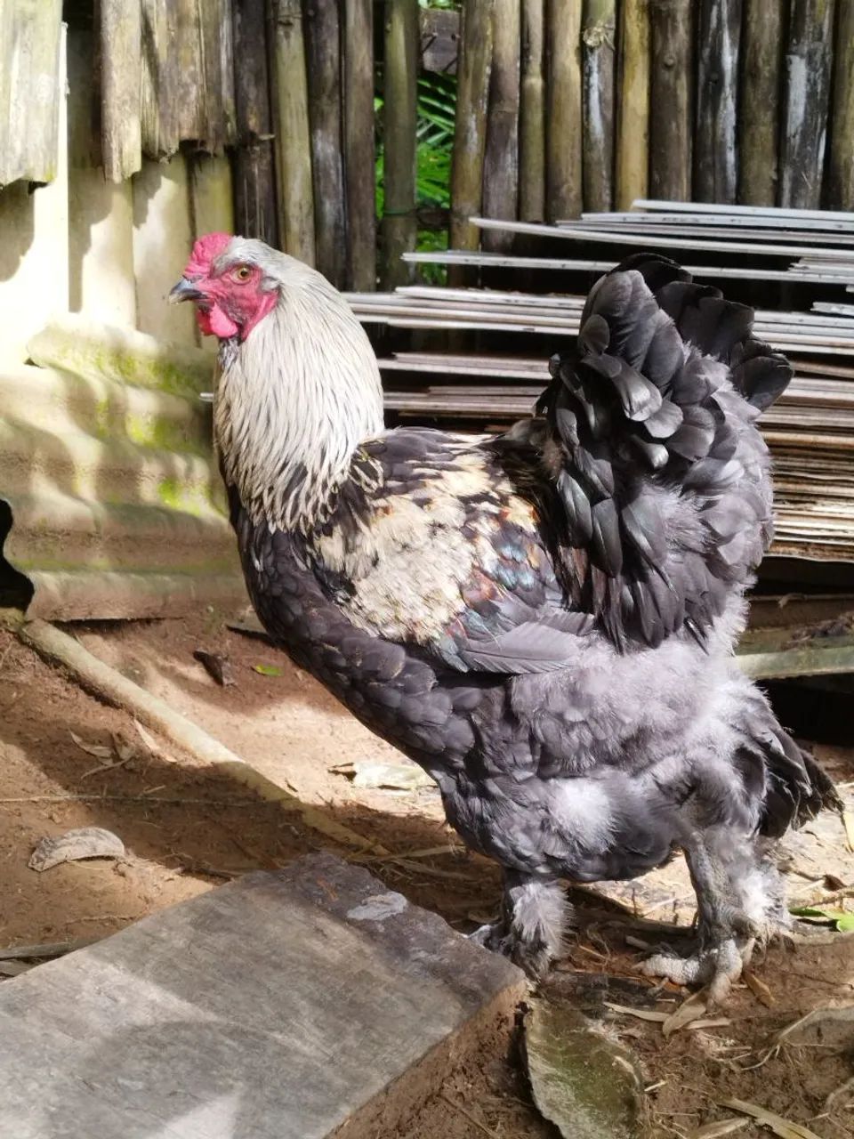 GALO BRAHMA Dark - Foto 3