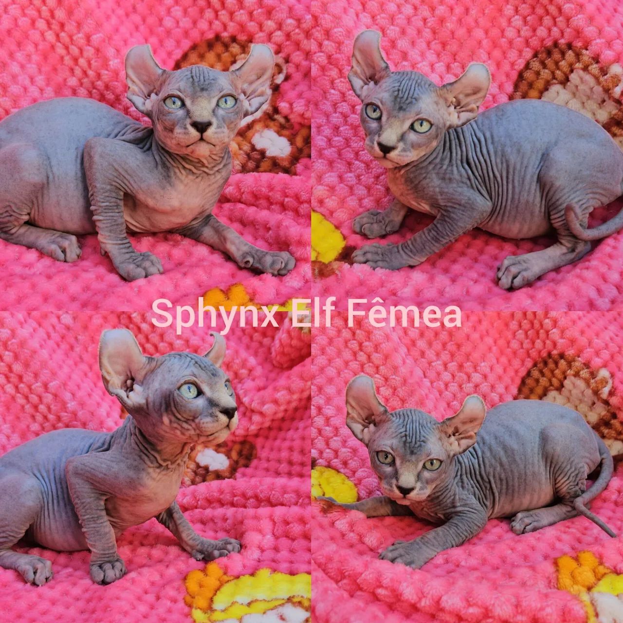 Sphynx Elf Filhotes - Gatil BSB Cat  - Foto 2
