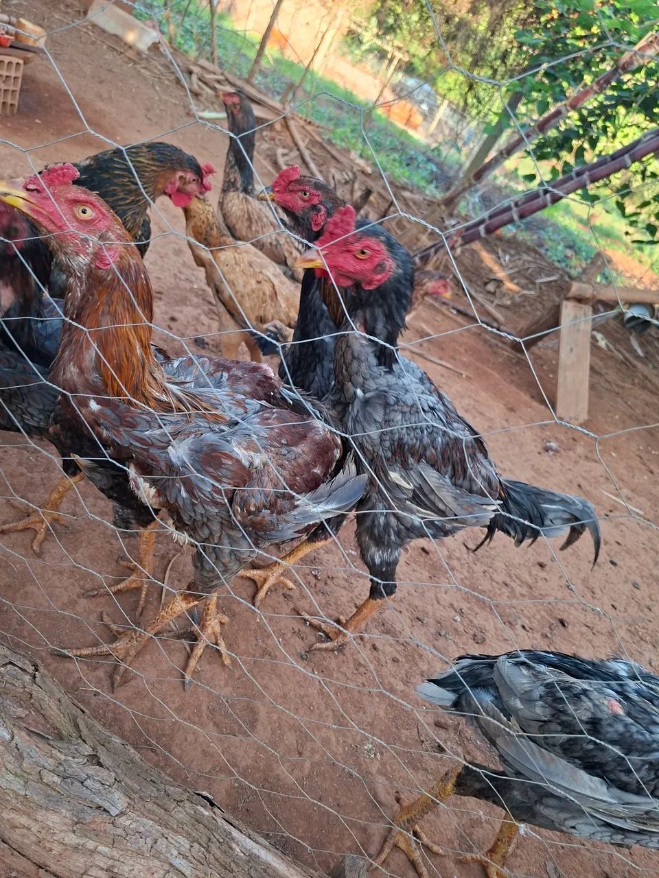 Vendo frangos