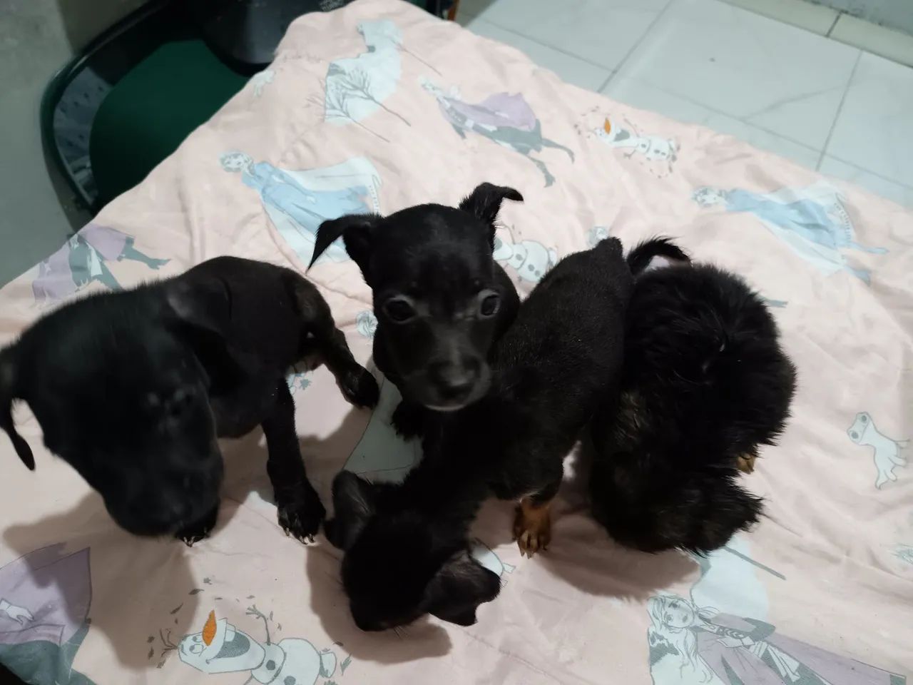 Pequenos - Foto 2