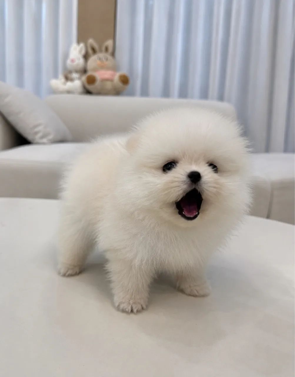Lulu macho
