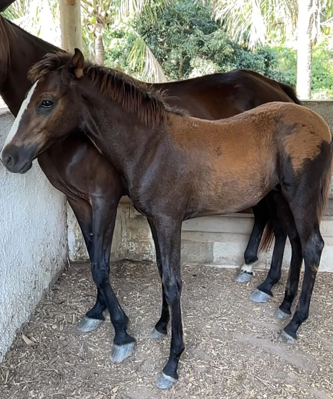 Potro Mangalarga neto do Fator da cavarú retã  - Foto 4