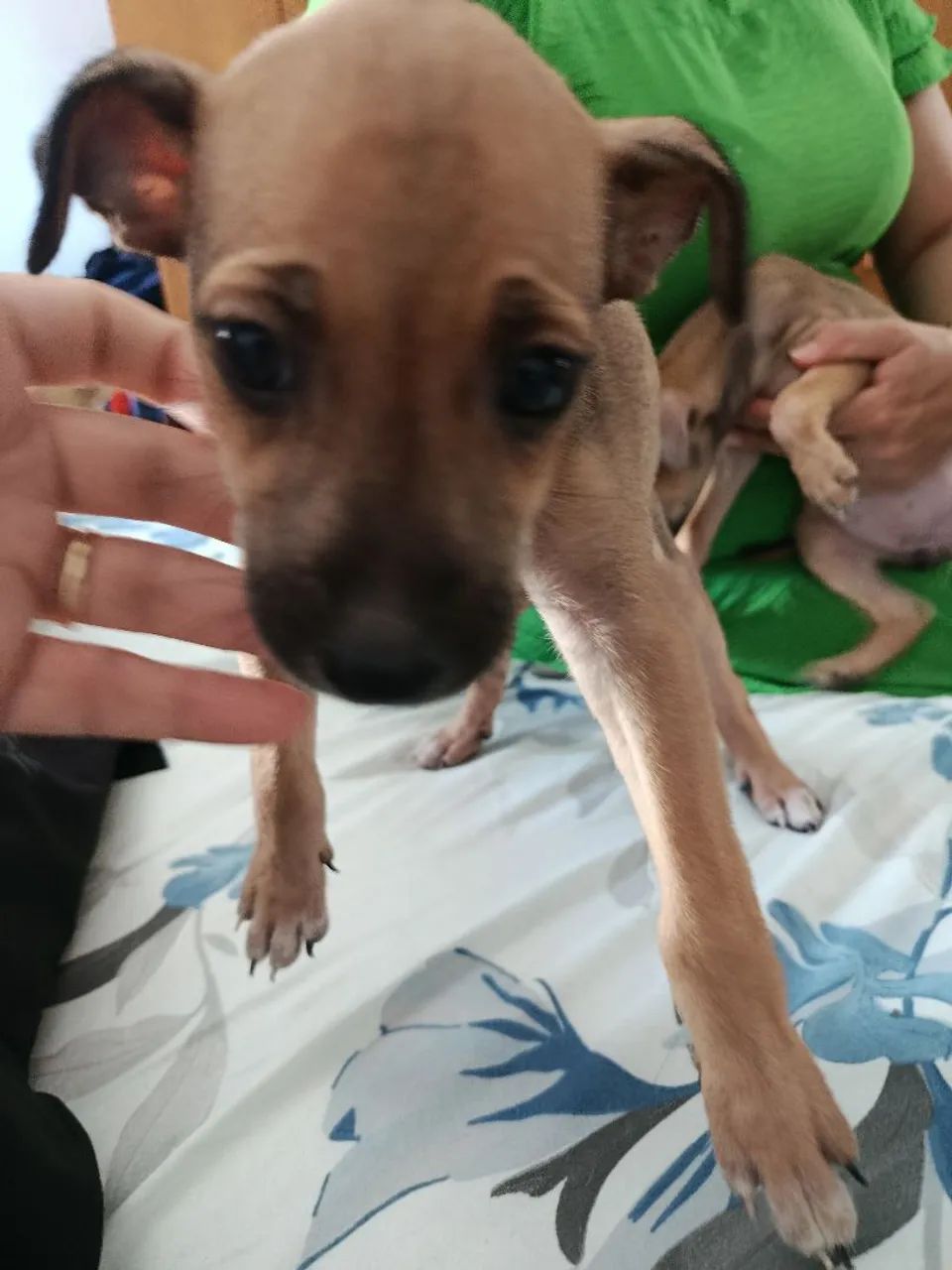 Adoção responsável  - Foto 4