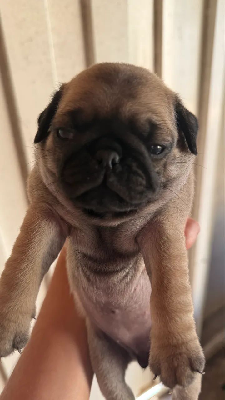 Pug - Foto 4