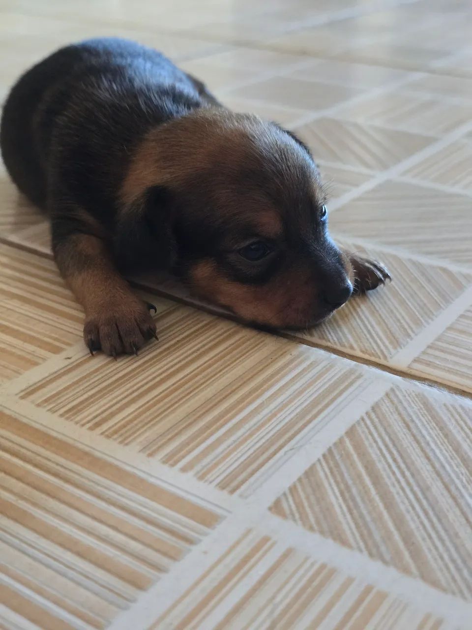 Pinscher zero  - Foto 3