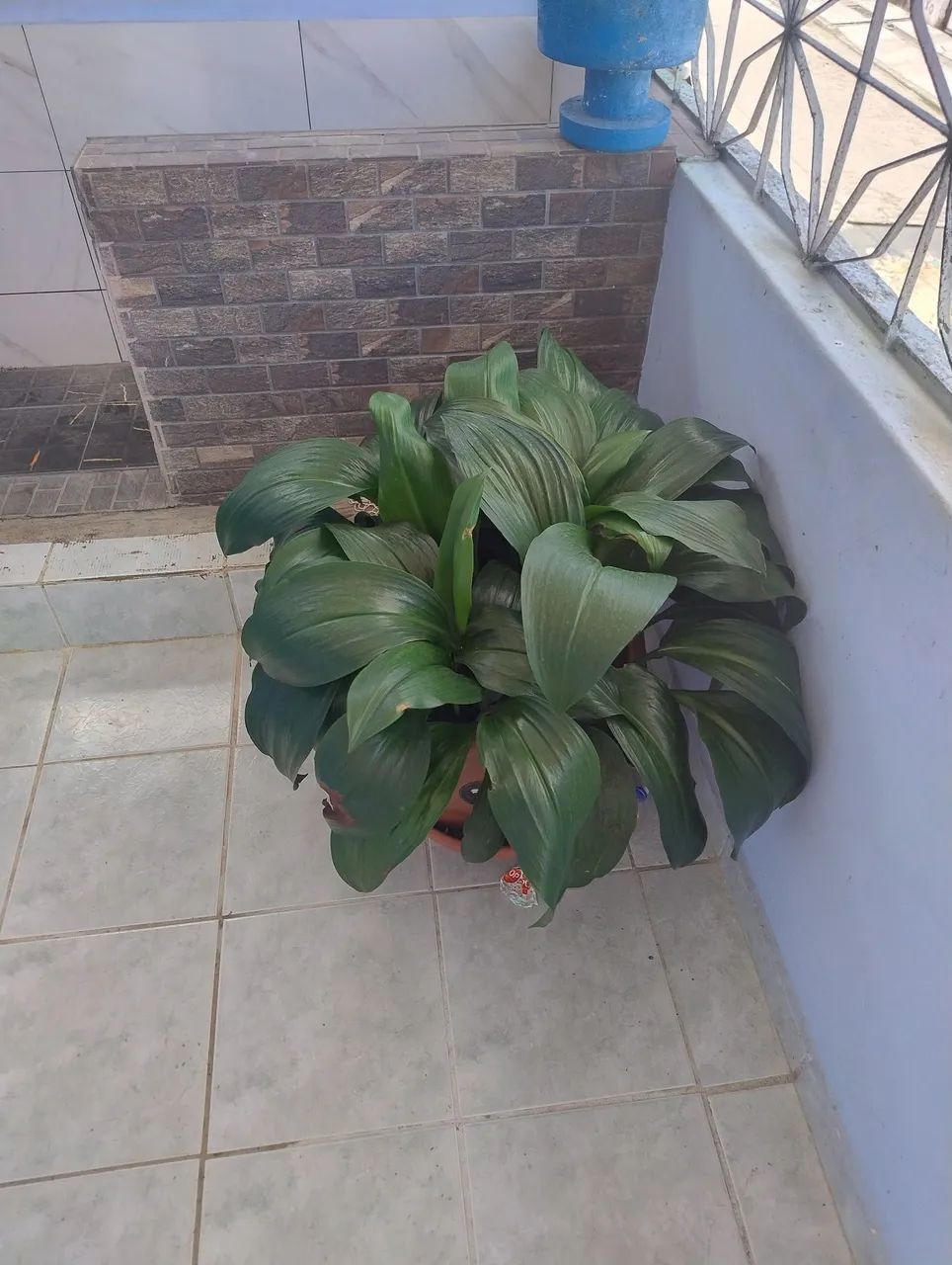 Plantas - Foto 3