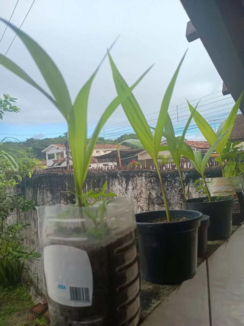 Vander planta  - Foto 2