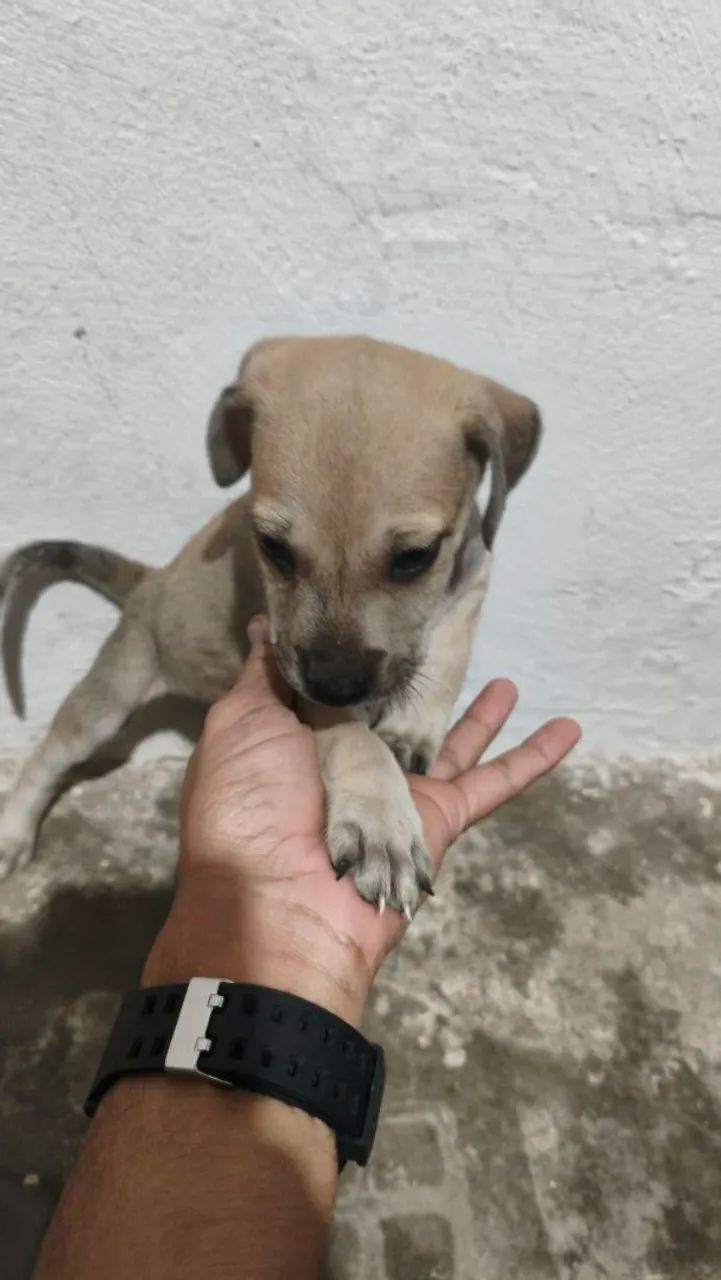 Cachorro para adoção  - Foto 3