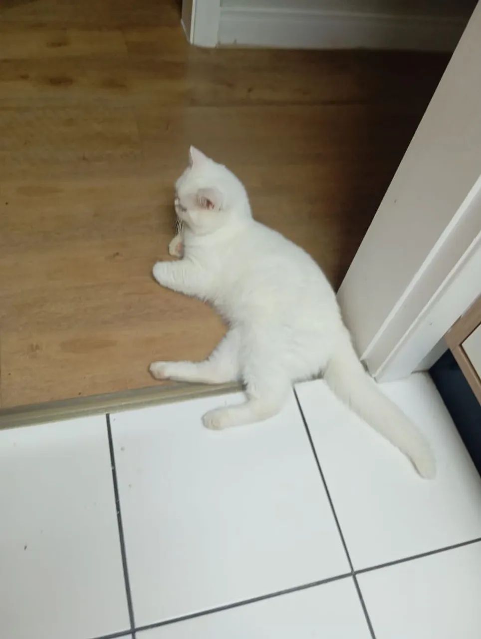 Persa Macho - Só Mil Reais - Foto 6