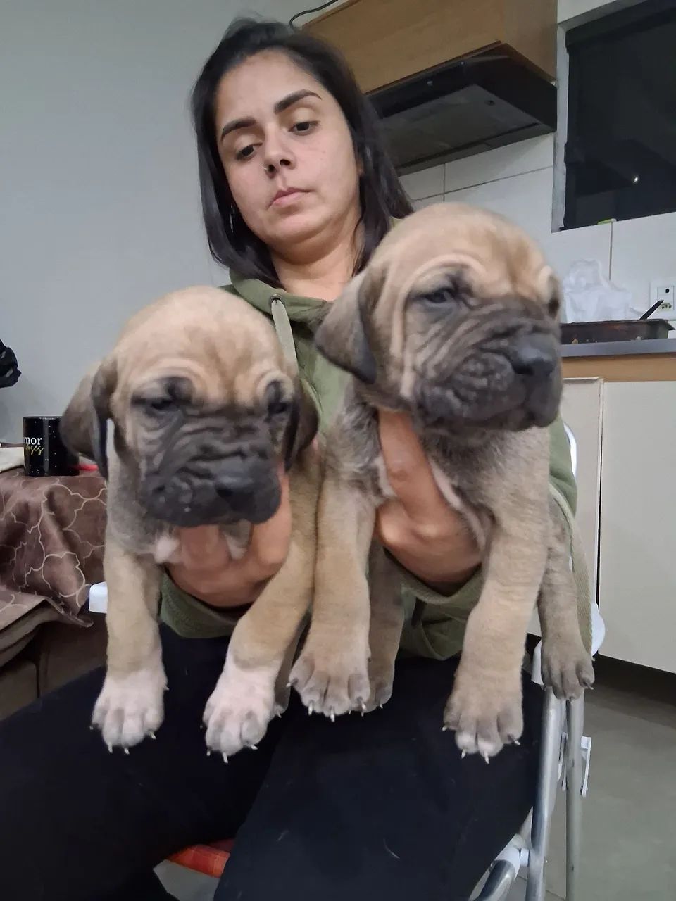 Vende-se Filhote de Fila Brasileiro  - Foto 5