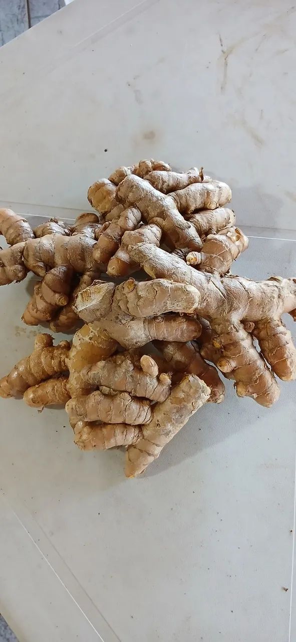 Cúrcuma longa (açafrão) - Foto 3