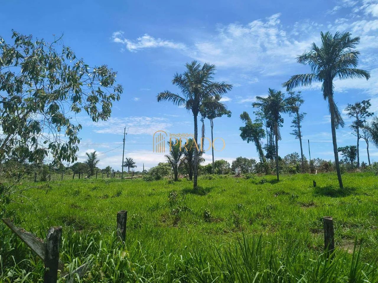 FAZENDA PRODUTIVA À VENDA - Foto 4