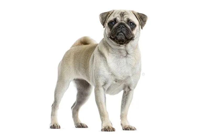 Vende-se pug