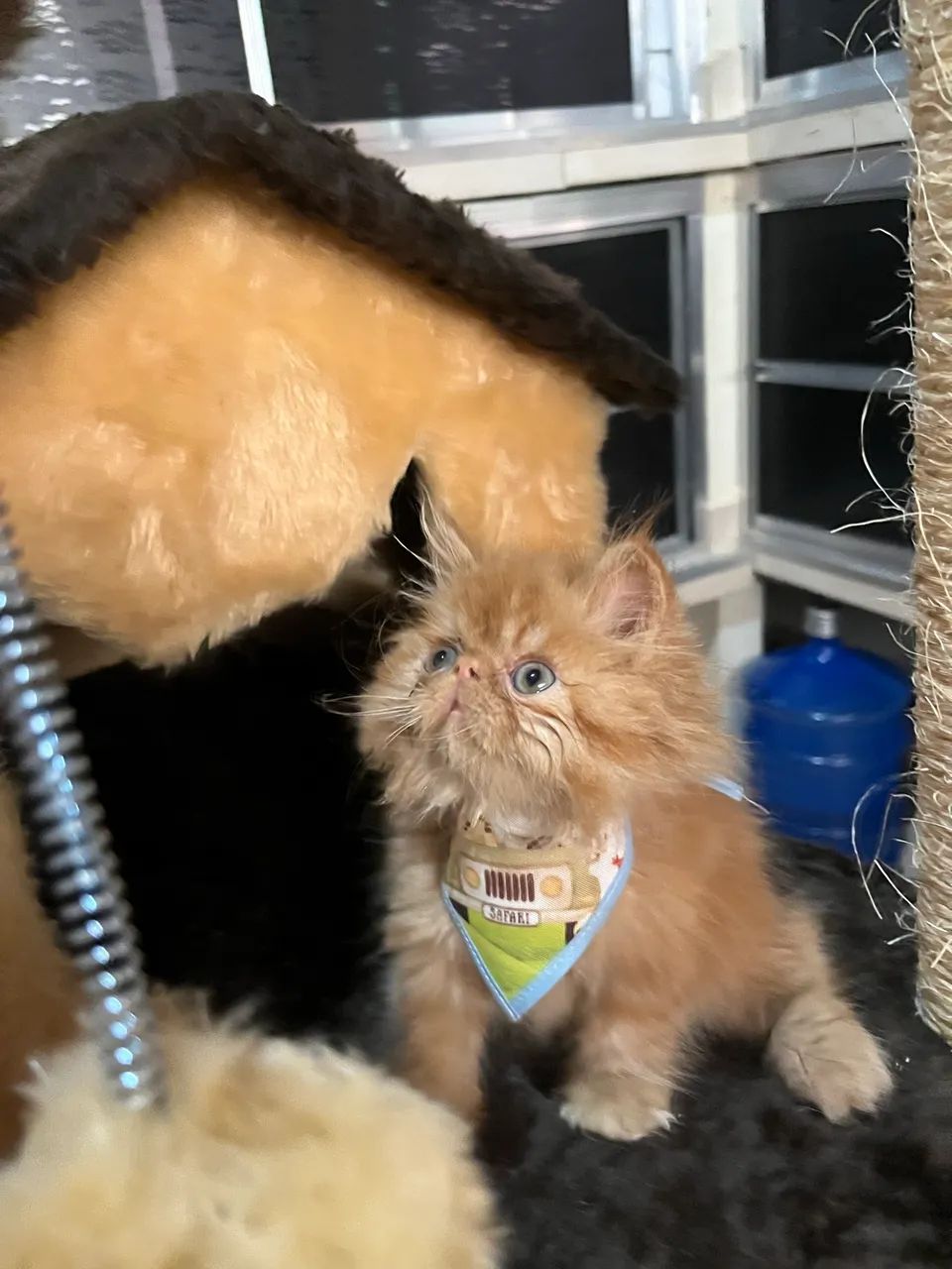 Filhotes de gatinhos Persa show  - Foto 3