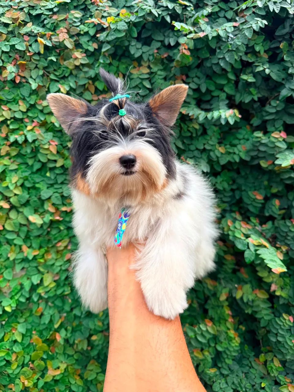 Biewer Terrier Macho