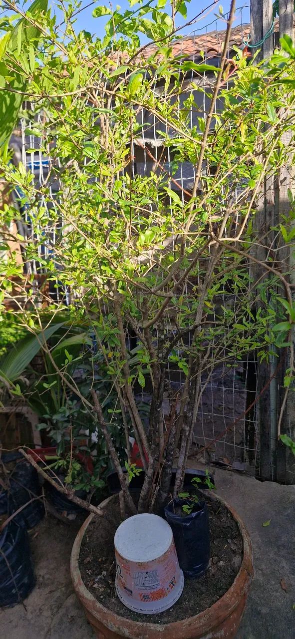 Mudas de fruteira e plantas  - Foto 2