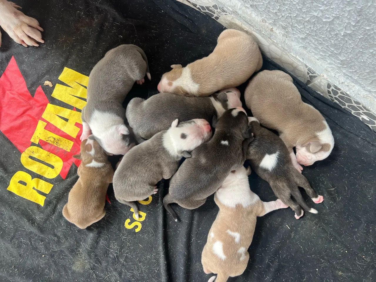 Vendo Filhotes de PitBull - Foto 3