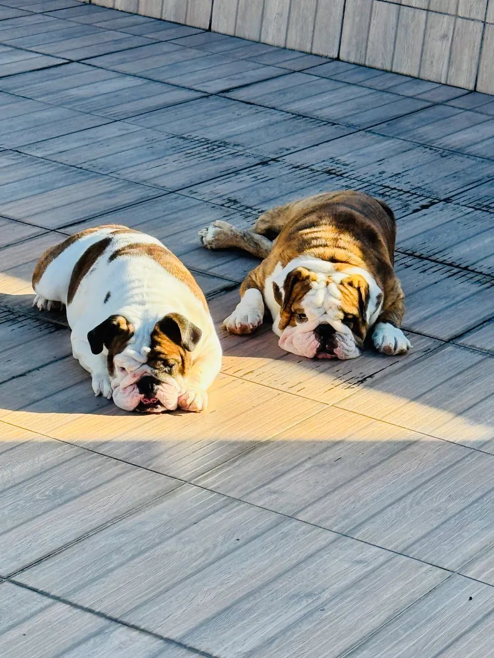Cachorro - Foto 4