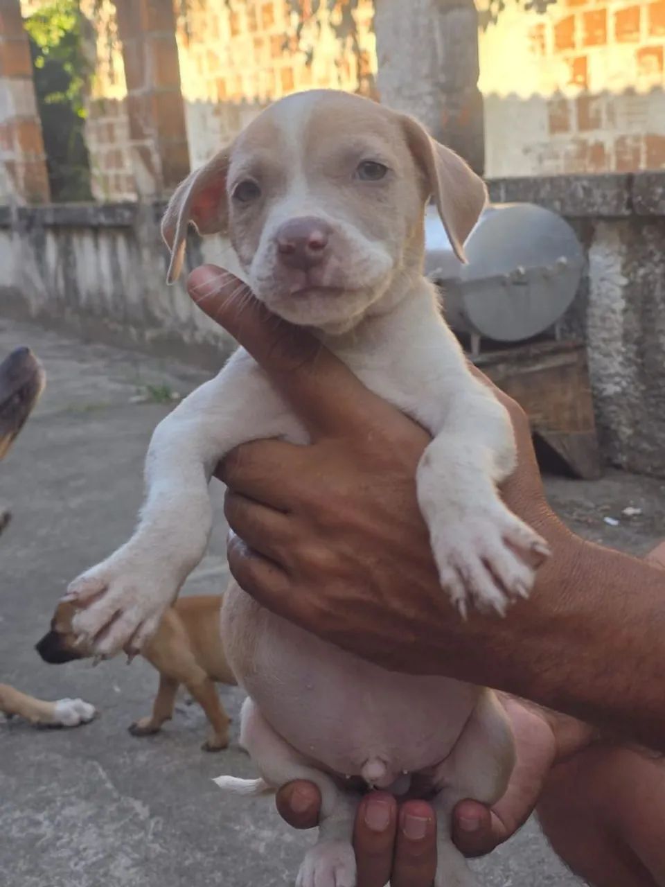 Filhotes de cachorro  - Foto 3