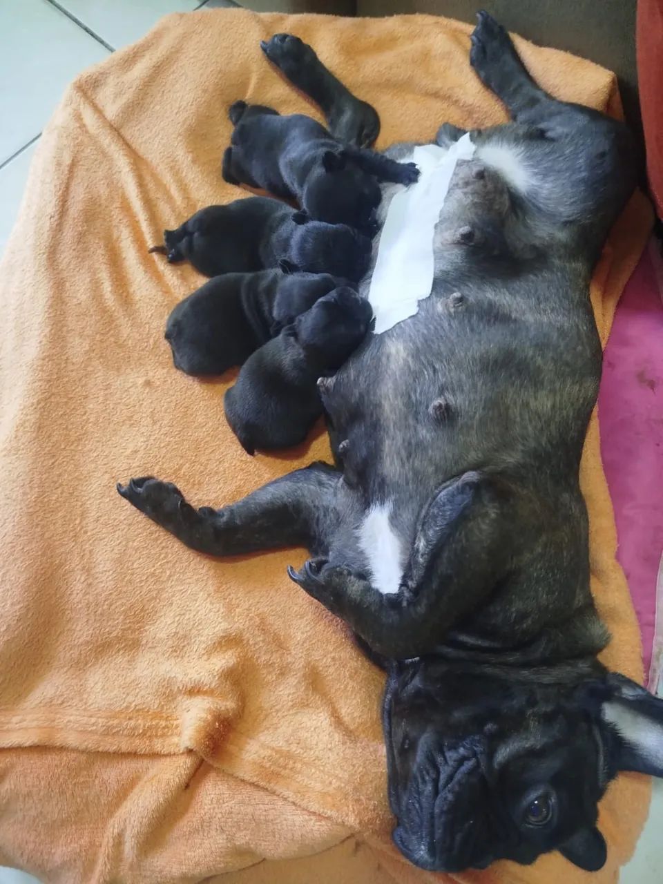 Buldogue francês 