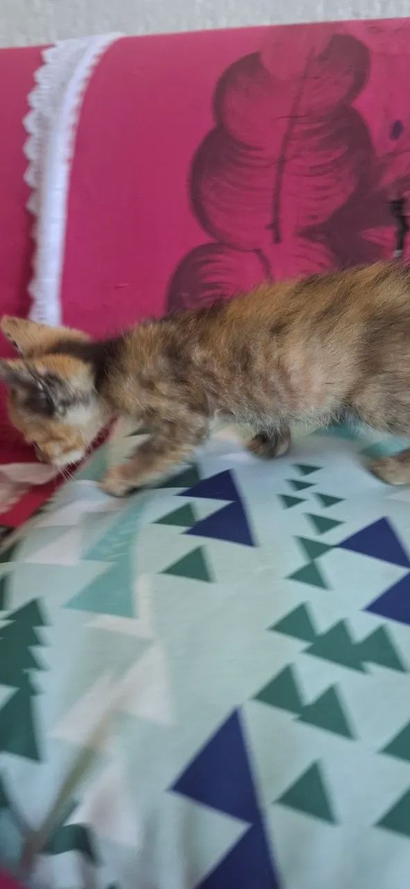 Gato - Foto 3