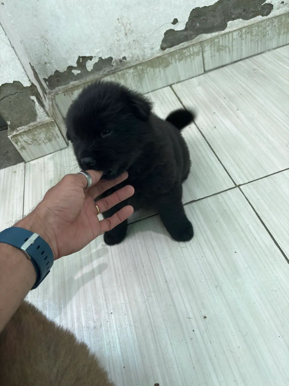 Chow chow filhote - Foto 2