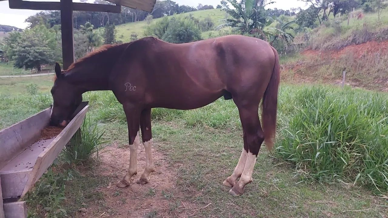 CAVALO MANGALARGA PAULISTA - Foto 4