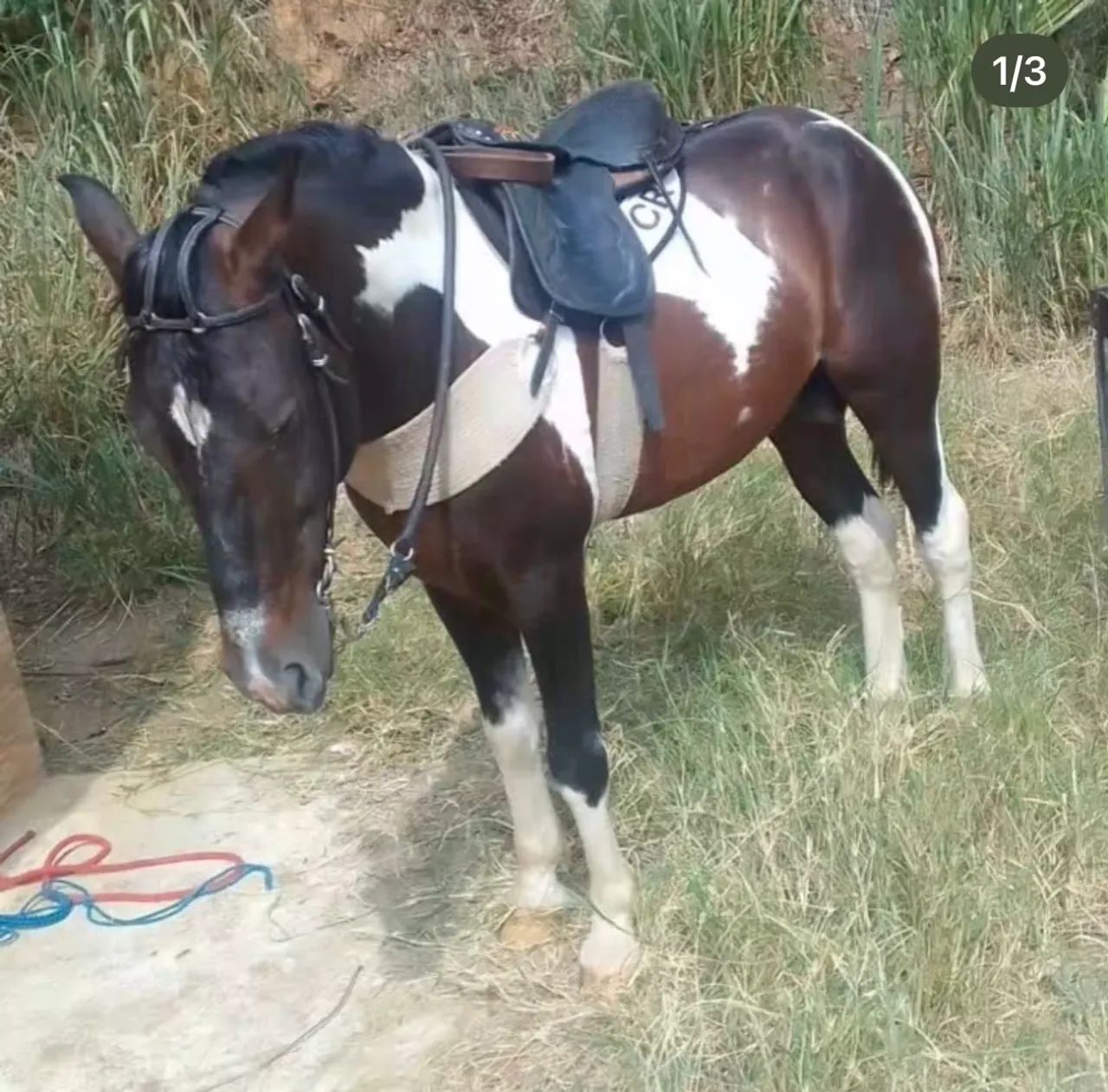Cavalo mangalarga marchador puro - Foto 2