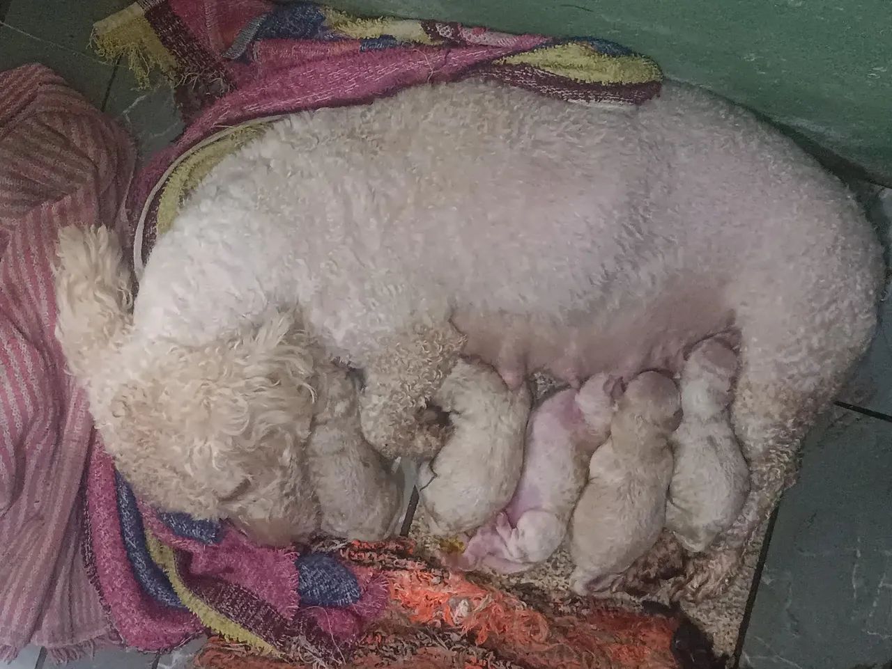 Filhotes de Poodle n° 1 