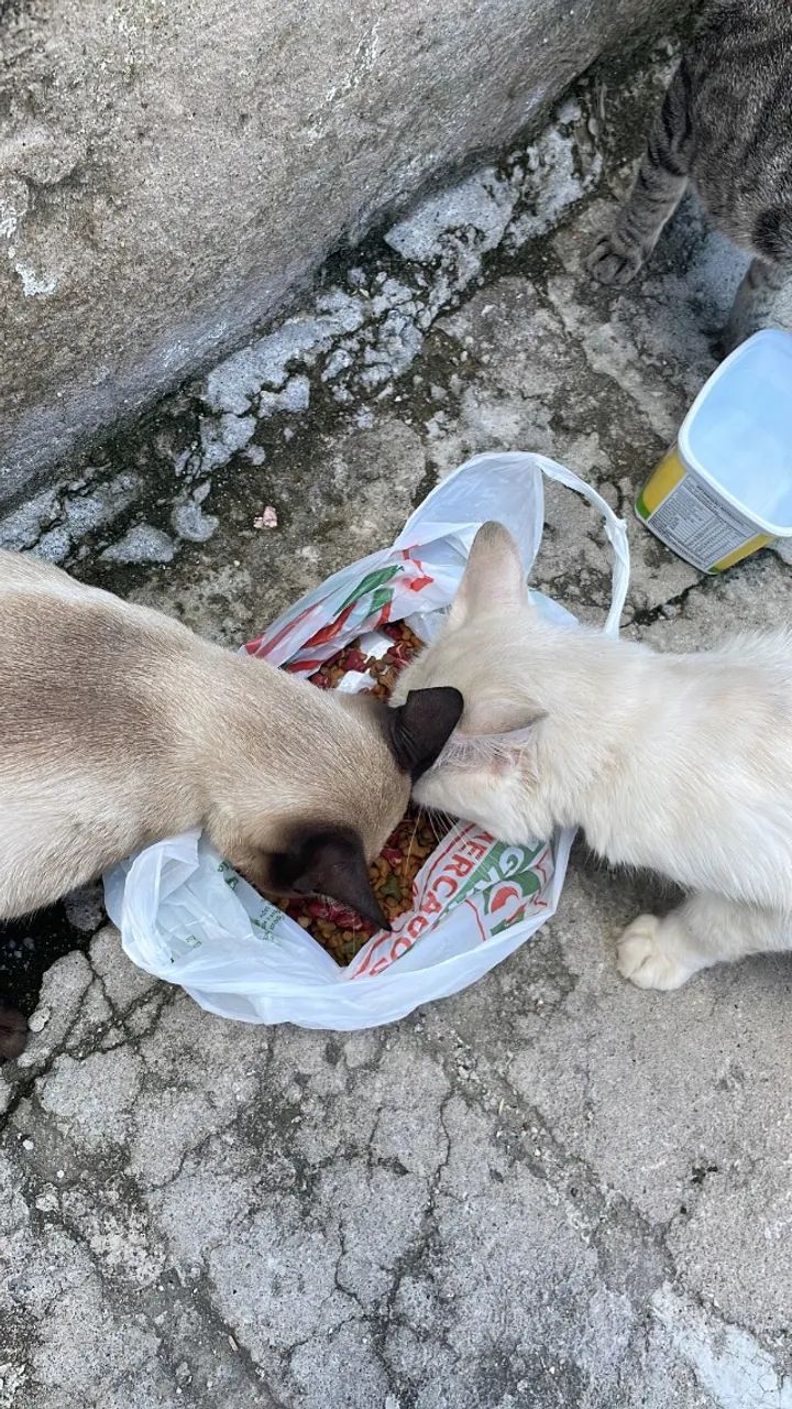 Adoção Gato macho  - Foto 4