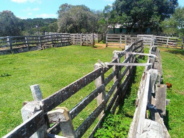 Fazenda de 71.5 Alqueires .10 Alq de Pínus com 11 Anos .Guarapuava - PR - Foto 10