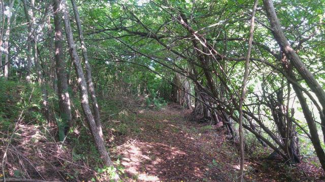 Granja/sitio 3,5 hect - Foto 14