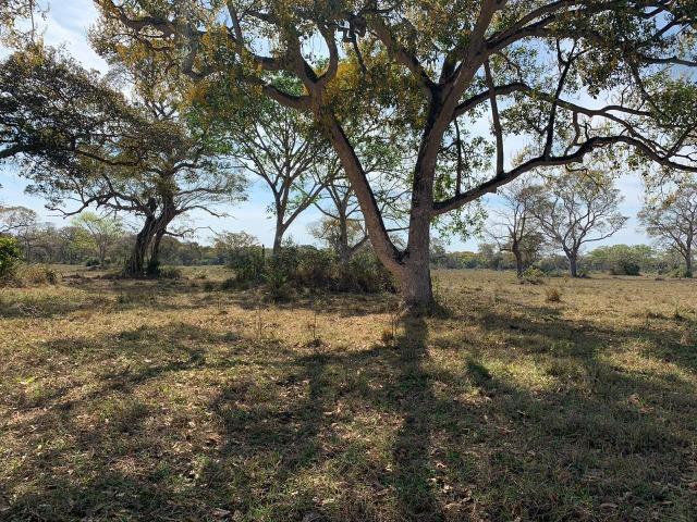 Fazenda formada em Poconé /MT com 1360 hectares - Foto 9
