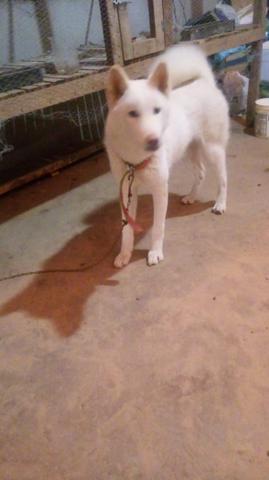 Vende se akita 2 anos nunca cruzou