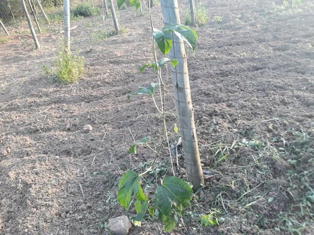 Sítio em Cachoeiras de Macacu oportunidade!! - Foto 2