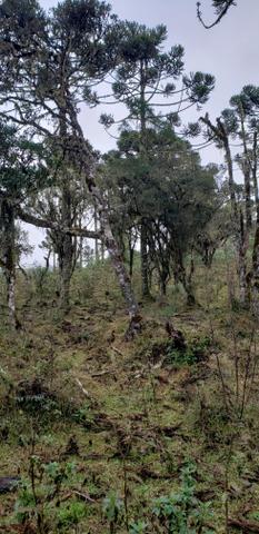 Sítio /chácara em Urubici/área rural em Urubici - Foto 4
