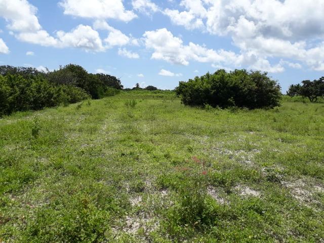 Sítio com 2 hectares - Todo irrigado e produzindo - Foto 17