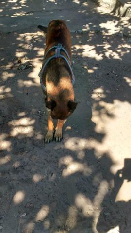 Vendo filhotes de Belga Malinoá - Foto 2
