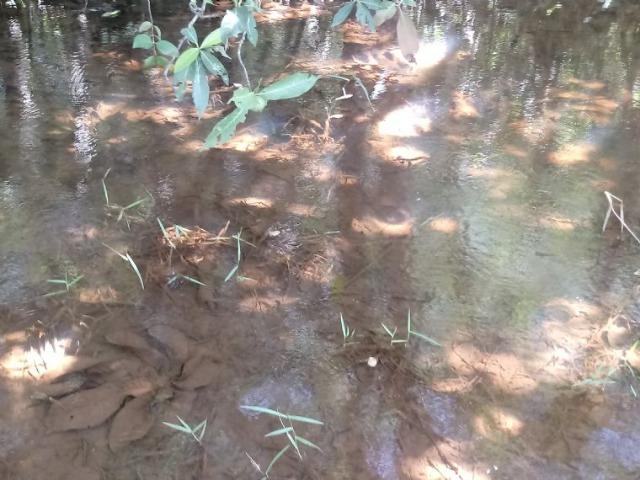 Sitio em Acorizal com 38.2 hectares - Foto 3