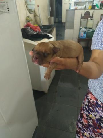 Vendo Três filhote de cachorro poodle - Foto 4