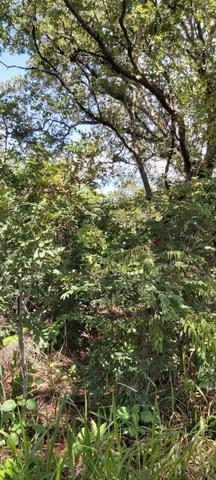 Oportunidade em Várzea da Palma MG vendo excelente chácara!! - Foto 3