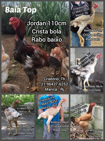 Pintinhos Índio Gigante Baía Top - Foto 3
